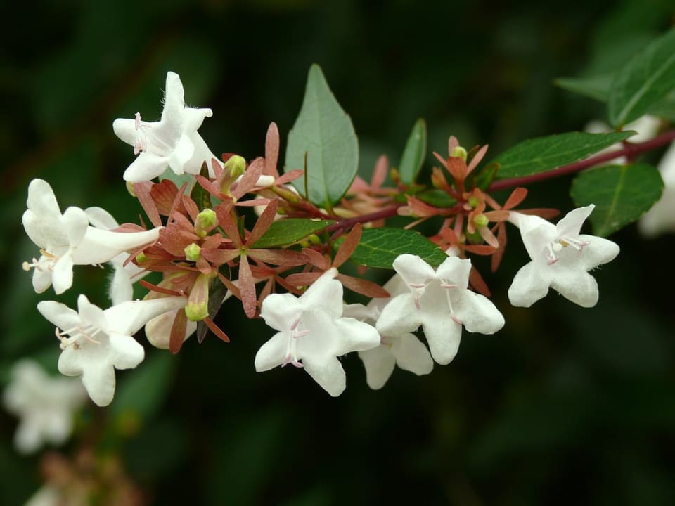 Glossy Abelia 'Kaleidoscope' (Abelia × Grandiflora 'Kaleidoscope') — reference photo