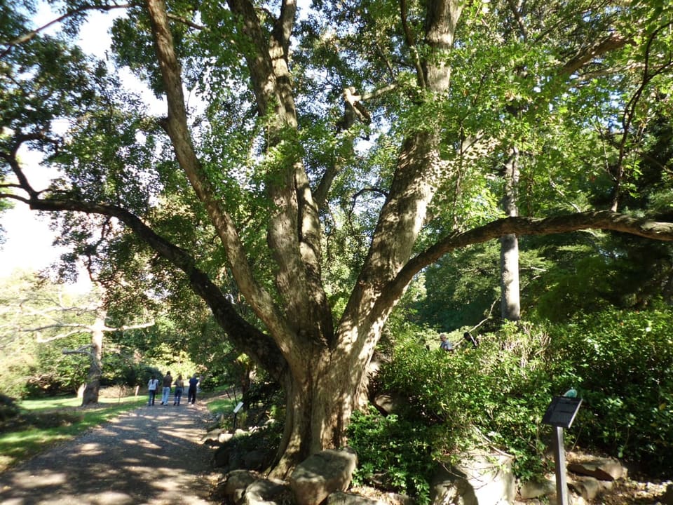 Trident Maple (Acer Buergerianum) — reference photo