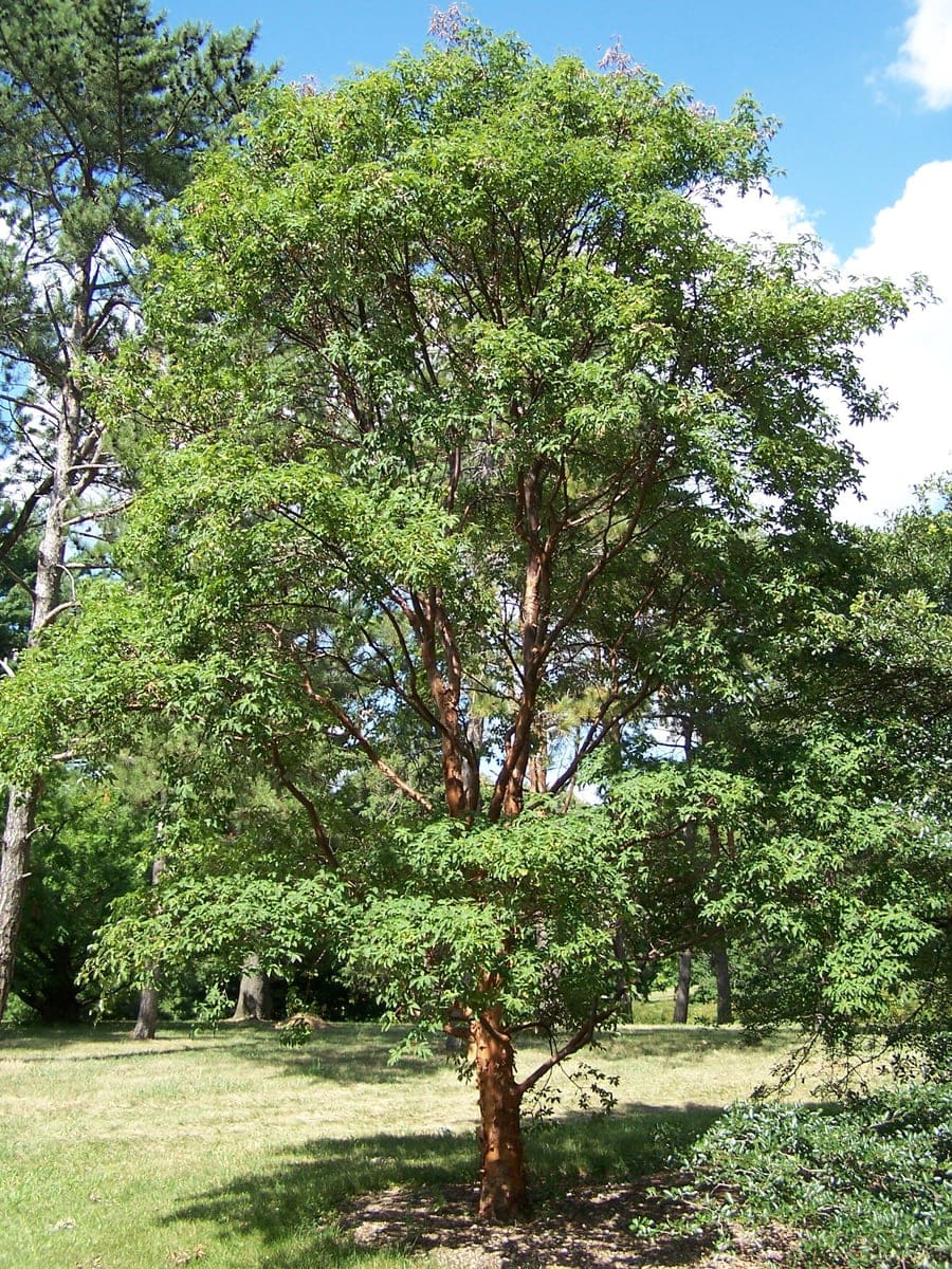 Paperbark Maple (Acer Griseum) — reference photo