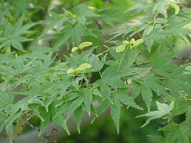 Japanese Maple 'Mikawa Yatsubusa' (Acer Palmatum 'Mikawa Yatsubusa') — reference photo