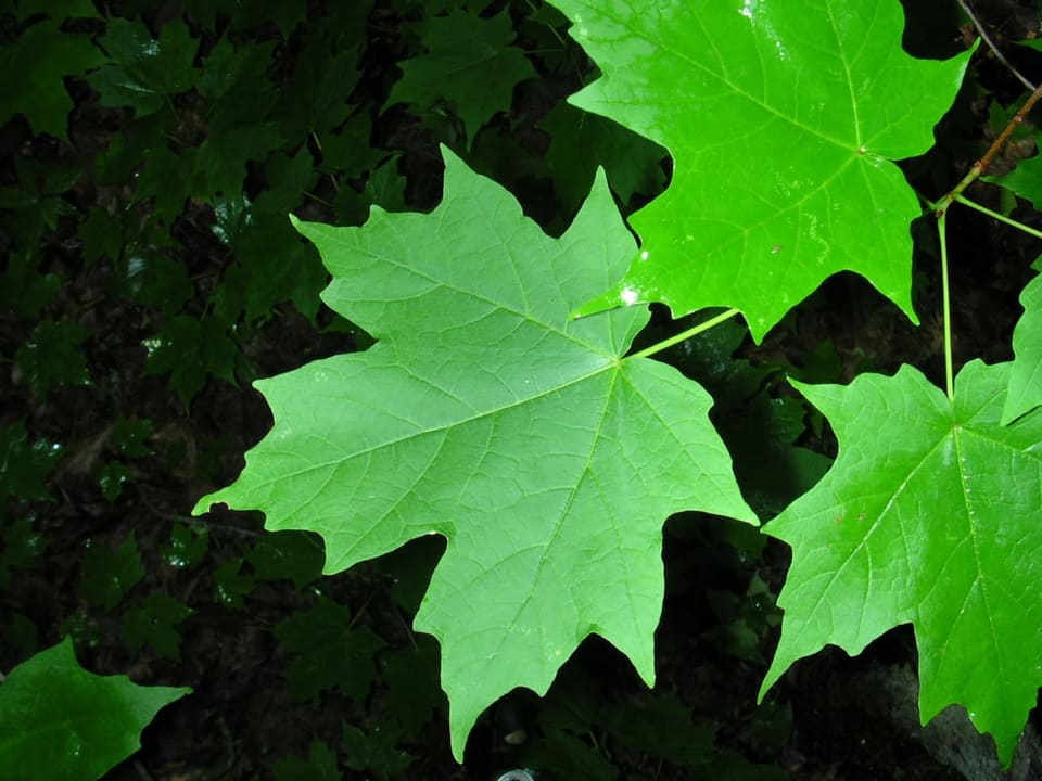 Sugar Maple 'Legacy' (Acer Saccharum 'Legacy') — reference photo