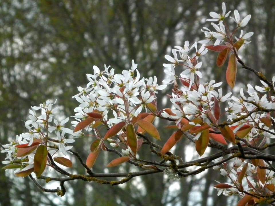 Apple Serviceberry 'Autumn Brilliance™' (Amelanchier × Grandiflora 'Autumn Brilliance™') — reference photo