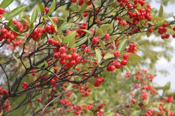 Red Chokeberry (Aronia Arbutifolia) — reference photo
