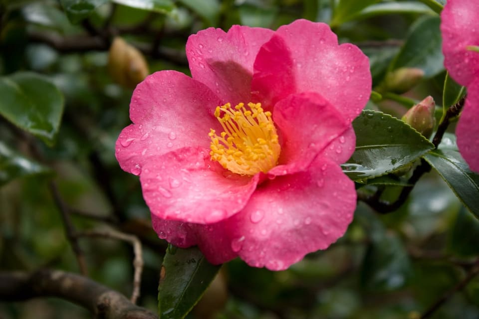 Sasanqua Camellia 'Cotton Candy' (Camellia Sasanqua 'Cotton Candy') — reference photo