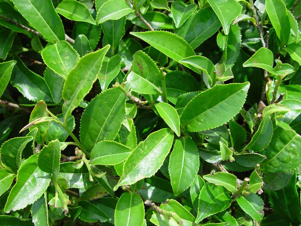 Tea Camellia (Camellia Sinensis) — reference photo