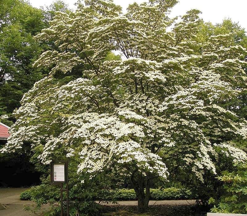 Hybrid Dogwood 'Celestial Shadow' (Cornus × 'Celestial Shadow') — reference photo