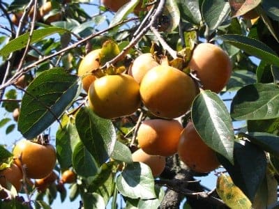 Japanese Persimmon 'Fuyu' (Diospyros Kaki 'Fuyu') — reference photo
