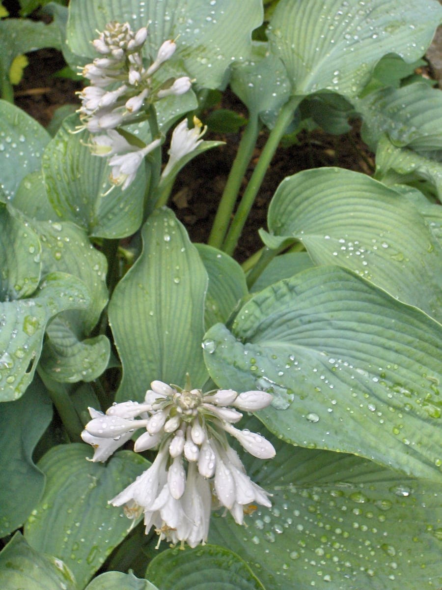 Hosta 'Patriot' (Hosta 'Patriot'Dormant) — reference photo