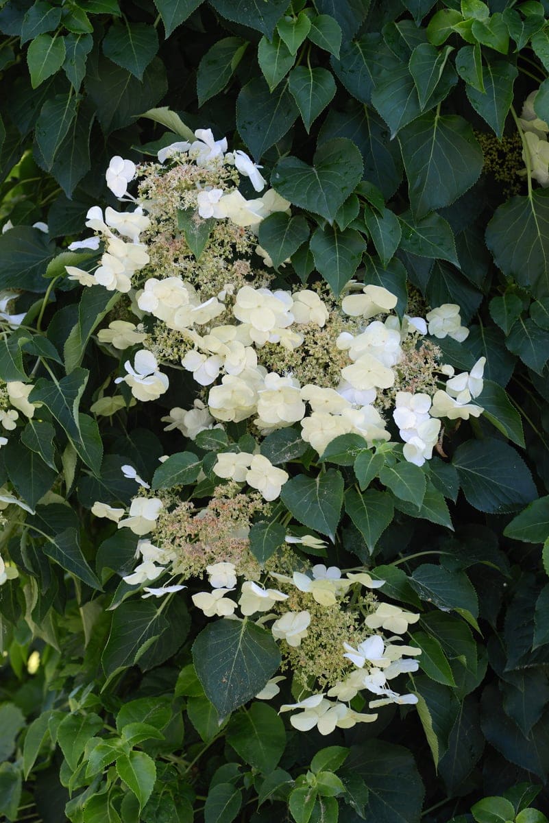 Hydrangea (Hydrangea Anomala Petiolaristri-pod) — reference photo