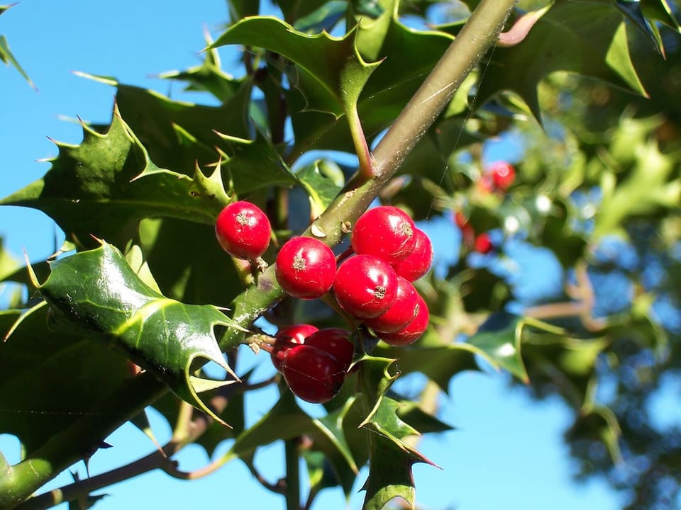 Holly Hybrid 'Emerald Colonnade®' (Ilex × 'Emerald Colonnade®') — reference photo