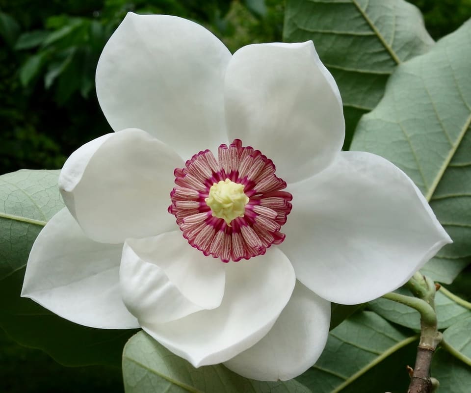 Hybrid Magnolia 'Jane' (Magnolia × 'Jane') — reference photo