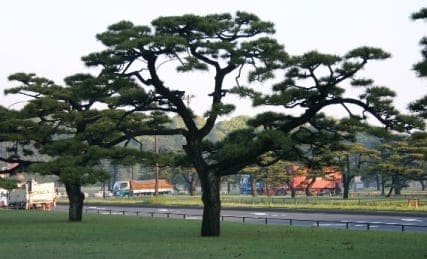 Japanese Black Pine (Pinus Thunbergii) — reference photo