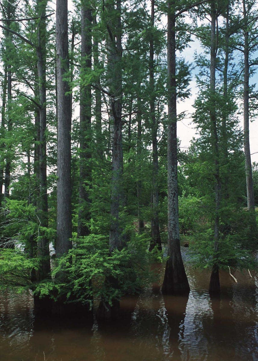 Bald Cypress 'Jim' (Taxodium Distichum 'Jim's Little Guy') — reference photo