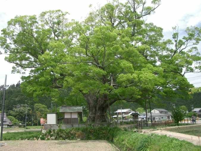 Japanese Zelkova 'Goblin' (Zelkova Serrata 'Goblin') — reference photo