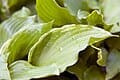 Albo Marginata Hosta (Hosta 'Albo marginata') — reference photo