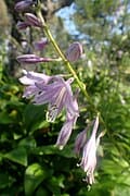 Lancifolia Hosta (Hosta 'Lancifolia') — reference photo