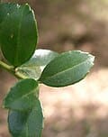 Golden Soft Touch (Ilex crenata 'Golden soft touch') — reference photo