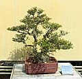 Dwarf Yaupon Holly (Ilex vomitoria 'Schillings') — reference photo