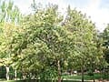 Jack Frost Privet (Ligustrum japonicum 'Jack frost') — reference photo