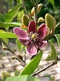 Betty Magnolia (Magnolia × 'Betty') — reference photo