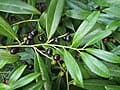Zabel Laurel (Prunus laurocerasus 'Zabeliana') — reference photo