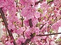 Majestic Peach (Prunus persica 'Majestic') — reference photo