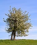 Orient Pear (Pyrus communis 'Orient') — reference photo