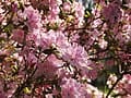 Higasa Azalea (Rhododendron 'Higasa') — reference photo