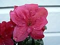 Sunglow Azalea (Rhododendron 'Sunglow') — reference photo