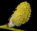 Pussy Willow (Salix caprea) — reference photo