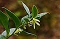 Sweetbox (Sarcococca confusa) — reference photo