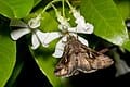 Raulston Hardy Confederate Jasmine (Trachelospermum jasminoides 'Hardy confederate') — reference photo