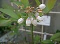 Premier Rabbiteye Blueberry (Vaccinium ashei 'Premier') — reference photo