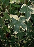 Curly Bush Ivy (× fatshedera lizei 'Curly') — reference photo