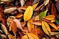 Village Green(TM) Zelkova (Zelkova serrata 'Village green') — reference photo