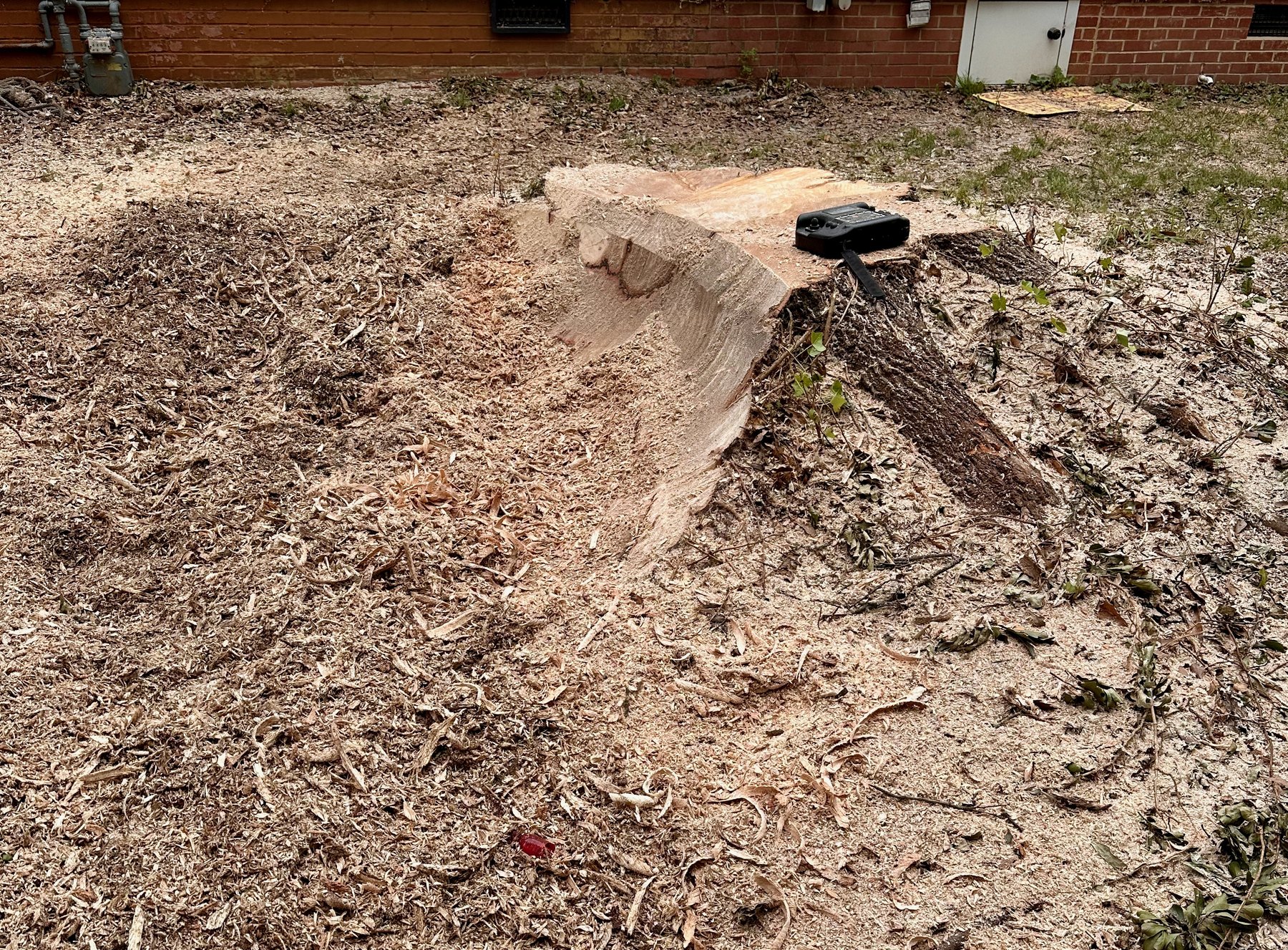 Stump grinding work in progress